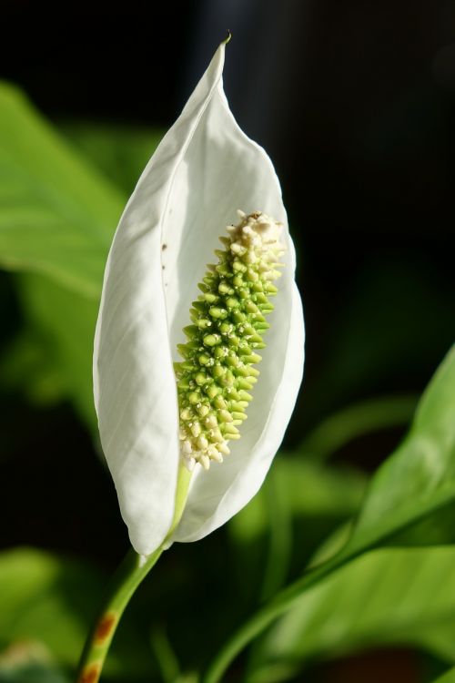 Augalas, Žiedas, Žydėti, Lenta, Spathiphyllum, Makšties Lakštas