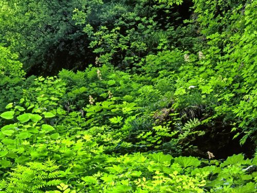 Augalas, Įvairus, Žalias, Birželis, Shirakami-Sanchi, Pasaulio Paveldo Regionas, Japonija