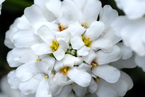 Augalas, Gėlė, Balta