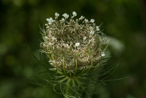 Augalas, Laukinė Gėlė, Laukiniai Morkos, Prairie