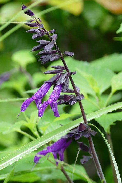 Augalas, Gėlė, Flora, Violetinė, Vanduo, Lašas, Sodas, Gamta