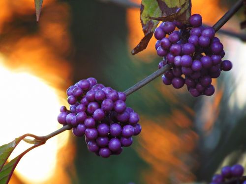 Augalas, Gamta, Gėlės, Grožis, Violetinė