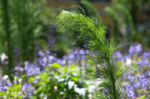 Augalas, Vėjas, Žalias, Flora, Vasara, Gamta, Uždaryti