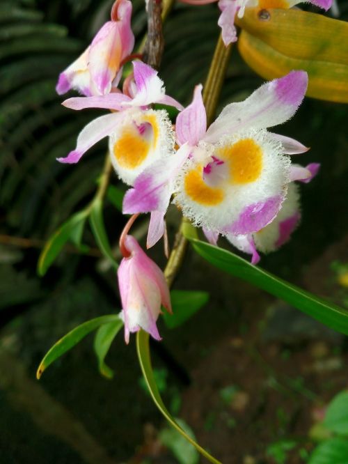 Augalas, Ppt Medžiaga, Dendrobiumas