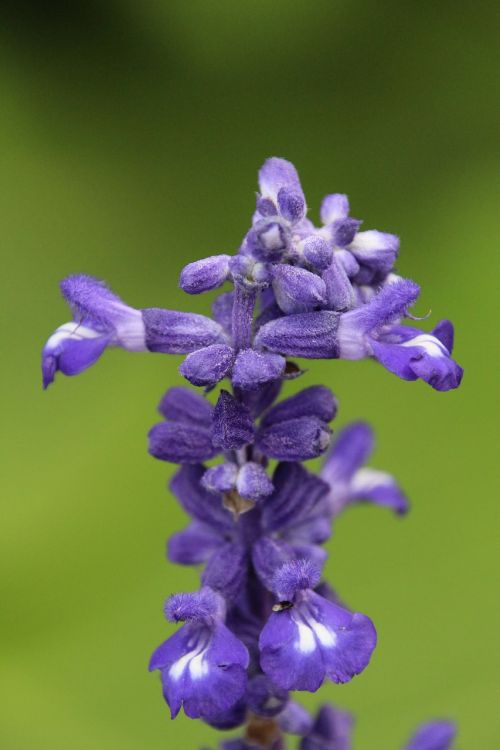 Augalas, Žiedas, Žydėti, Violetinė