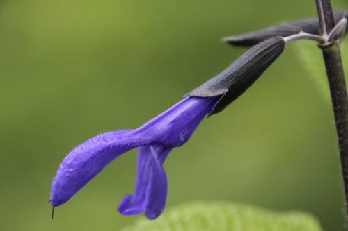 Augalas, Žiedas, Žydėti, Violetinė