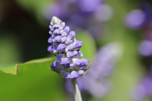 Augalas, Žiedas, Žydėti, Violetinė