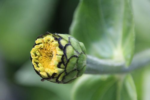 Augalas, Budas, Gėlių Pumpurai