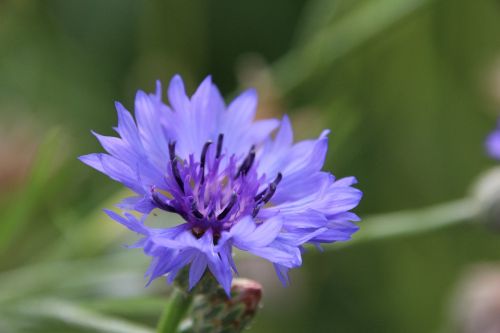 Augalas, Žiedas, Žydėti, Violetinė