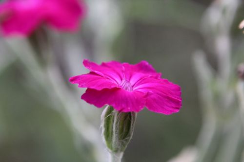 Augalas, Žiedas, Žydėti, Violetinė