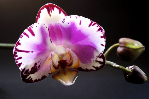 Augalas, Gėlė, Orchidėja