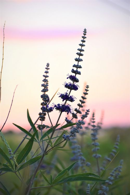 Augalas, Gėlė, Violetinė, Dangus