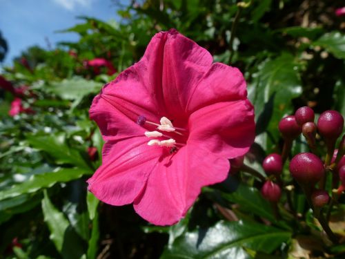 Augalas, Gėlė, Šri Lanka
