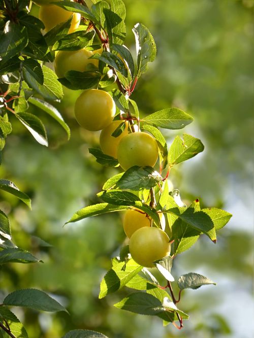 Augalas, Vaismedis, Mirabelle, Prunus Domestica Var, Syriaca, Geltona, Vasara