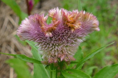 Augalas, Gėlė, Flora, Rožinis, Sodas, Gamta, Žydėti, Žalias