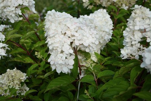 Augalas, Gėlė, Hydrangea Paniculata, Baltos Gėlės