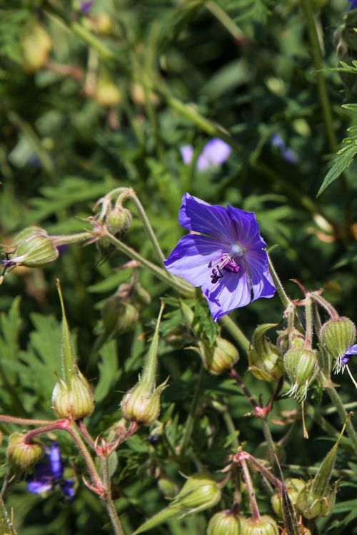 Augalas, Gėlės, Violetinė