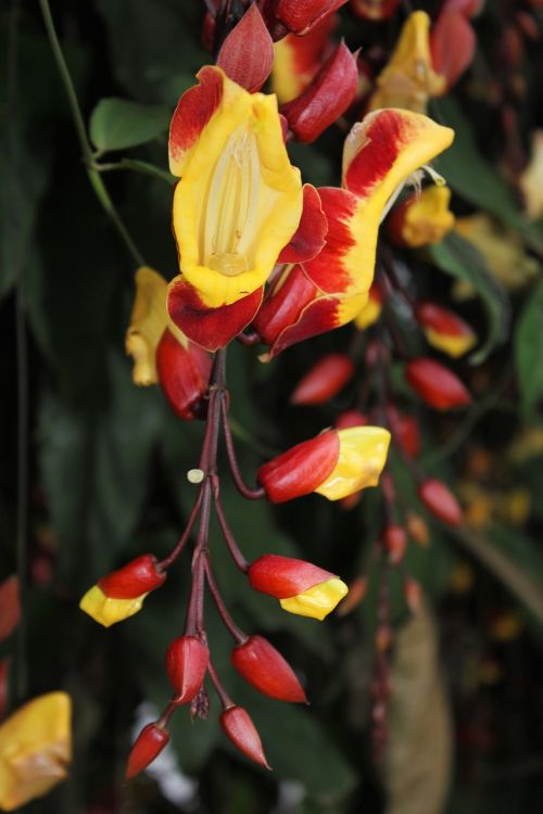 Augalas, Gėlė, Raudona, Geltona, Egzotiškas, Kolumbija