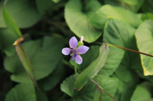 Augalas, Violetinė, Gėlės