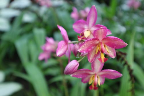 Augalas, Dekoratyvinis, Medienos Rūšis, Orchidėja