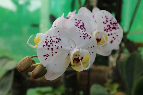 Augalas, Dekoratyvinis, Medienos Rūšis, Orchidėja