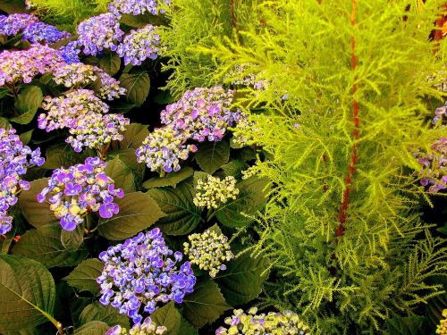 Augalas, Pavasaris, Uždaryti, Hydrangeas, Papartis