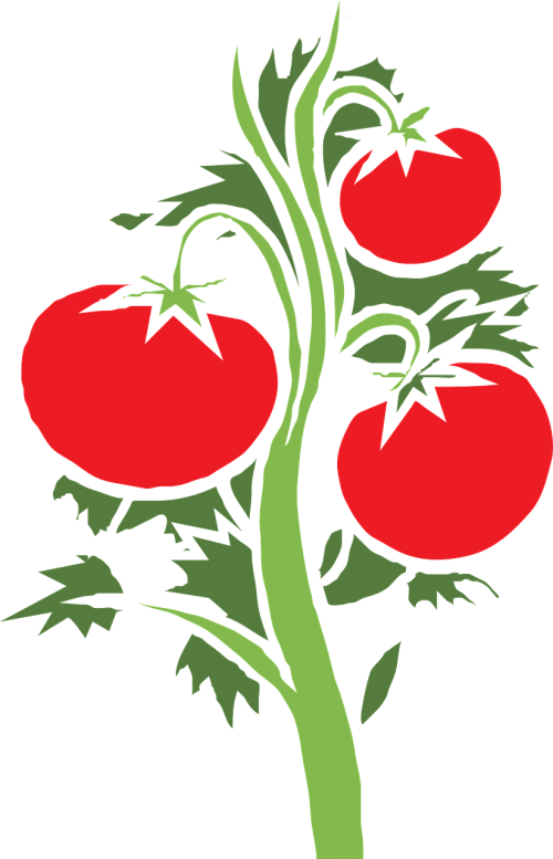 Augalas, Pomidoras, Didelis, Vaisiai, Daržovių, Raudona, Maistas, Šviežias, Prinokę, Sultingas, Nemokama Vektorinė Grafika