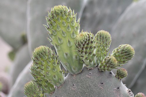 Augalų,  Cactaceae,  Pobūdį,  Keblus,  Siuvimo Adata,  Opuntia,  Pasiflora De Abona,  Tenerifė