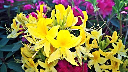 Augalų,  Rhododendron,  Geltonos Rododendronów,  Pavasaris,  Dekoratyvinių Krūmų,  Geltonos Gėlės,  Šviesus,  Labai Aromatingas