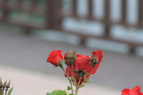 Augalų,  Gėlė,  Raudona Roze,  Išaugo Nuotraukų,  Rausvos Rožės