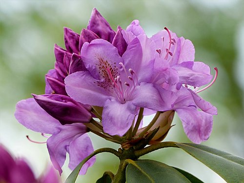 Augalų,  Krūmas,  Rhododendron,  Hypoglaucum,  Violetinė,  Vieno Žydi,  Graži,  Sodas