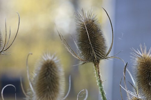 Augalų,  Daugiamečių,  Mėlyna Bolltistel,  Bandrenis Bannaticus,  Överblommad,  Mėlynas