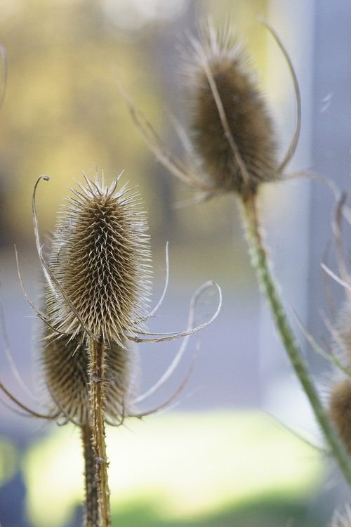 Augalų,  Daugiamečių,  Mėlyna Bolltistel,  Bandrenis Bannaticus,  Överblommad,  Mėlynas