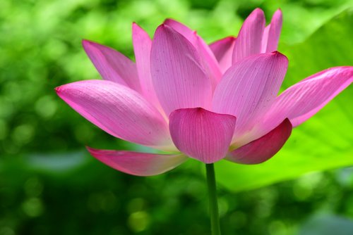 Augalų,  Lotus,  Gėlė