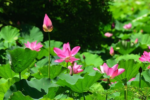 Augalų,  Lotus,  Gėlė