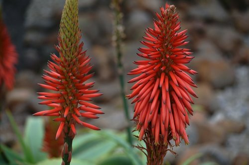 Augalų,  Aloe,  Atsparios Sausrai,  Pietų Afrikos Augaliją,  Natūrali Augmenija