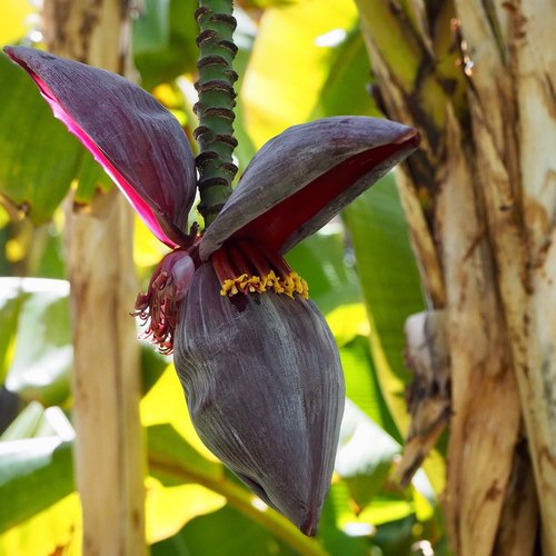 Augalų,  Iš Arti,  Pobūdį,  Bananų Gėlė
