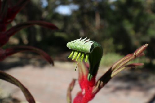 Augalas, Kangaro Lupa, Gamta, Gėlė, Gimtoji, Australian, Flora