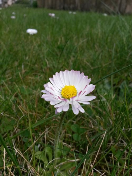 Augalas, Gėlė, Balta, Daisy