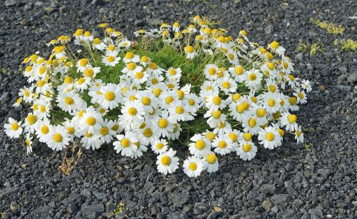 Augalas, Marguerite, Iceland, Žiedas, Žydėti, Kraštovaizdis, Gėlės
