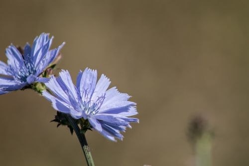 Augalas, Violetinė, Gėlė, Uždaryti, Gamta, Žiedas, Žydėti, Violetinė, Laukinė Gėlė