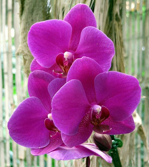 Augalas, Gėlė, Orchidėja, Phalaenopsis, Violetinė
