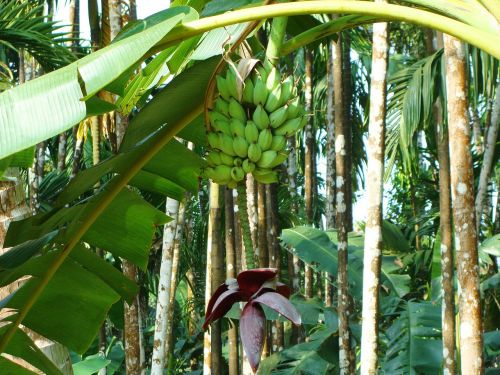 Plantakas, Žalias, Bananas, Arecanut Sodas, Malnad, Uttar Kannada, Indija