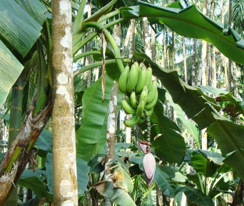 Plantakas, Žalias, Bananas, Arecanut Sodas, Malnad, Uttar Kannada, Indija