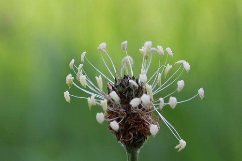 Gyslotis,  Žiedas,  Žydi,  Meadow,  Makro