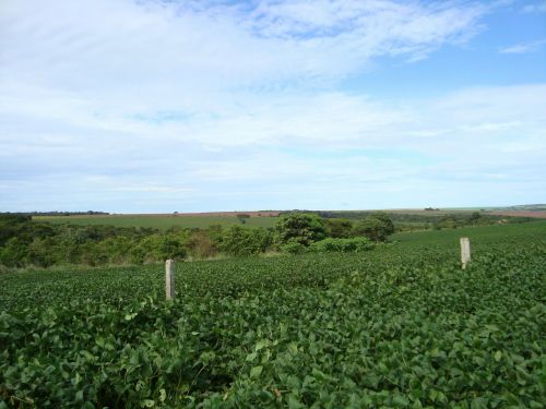 Plantacija, Sojos Pupelės, Pasėlių, Grūdai, Cerrado, Brazilija, Goiás