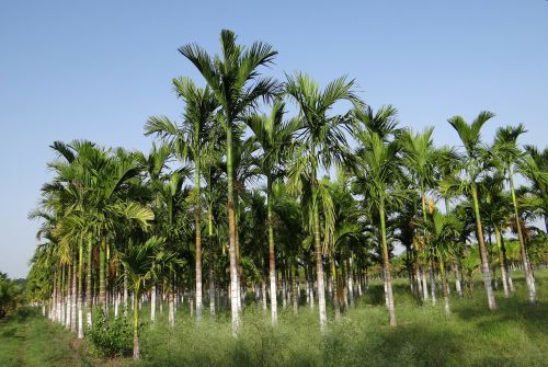 Plantacija, Asca Riešutai, Areca Palmių, Areca Catechu, Betelnut, Chikmagalur, Karnataka, Indija