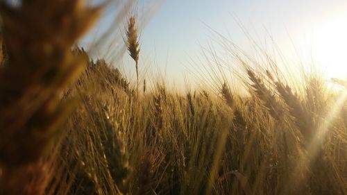 Grūdai, Plantacija, Kraštovaizdis, Gamta, Augalai, Laukas, Saulės Šviesa