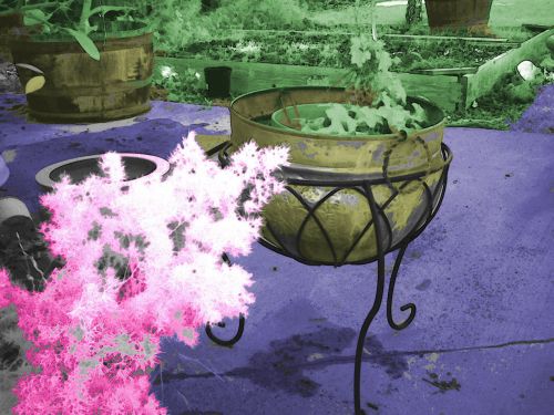 Planters,  Infrared,  Colorized,  Planters Ir 1