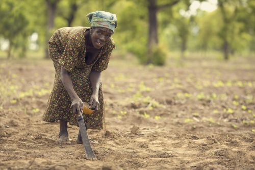 Sodinti, Ūkininkas, Gana